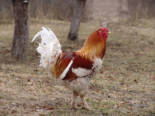 Image showing Cock