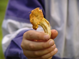 Image showing Mushroom chanterelle