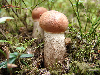 Image showing Mushrooms