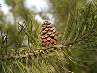 Image showing Cone