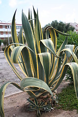 Image showing Cactus