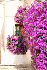 Image showing Lilac bougainvillea