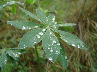 Image showing Dew