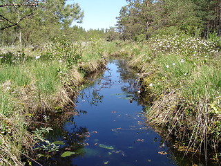 Image showing Wetland