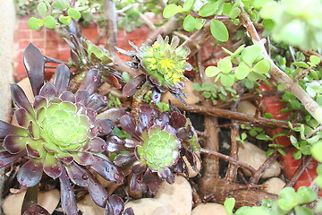 Image showing Sedum