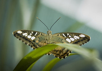 Image showing Butterfly on