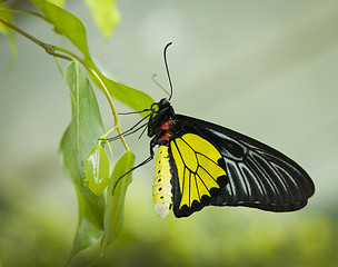 Image showing Butterfly black&yellow