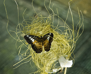 Image showing butterfly on hay ball