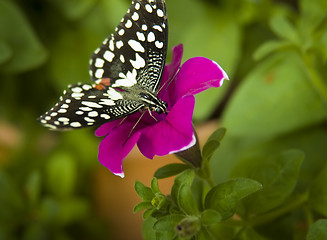 Image showing Heliconius charithonius