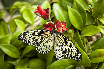 Image showing Butterfly zebra