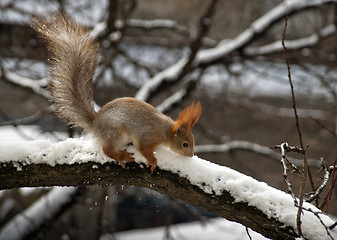 Image showing Squirrel european