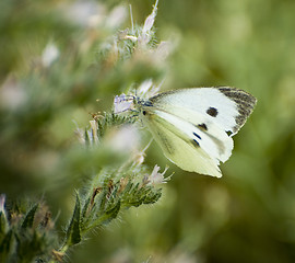 Image showing Pieris