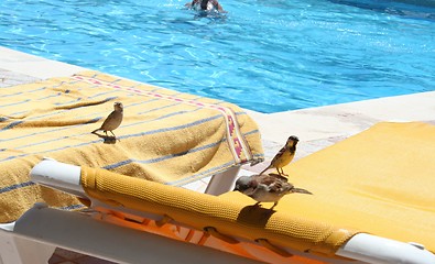 Image showing Sun-bathing birds