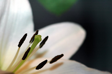 Image showing White lilly