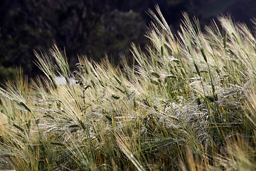 Image showing Wheat