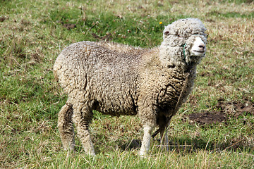 Image showing Merino sheep