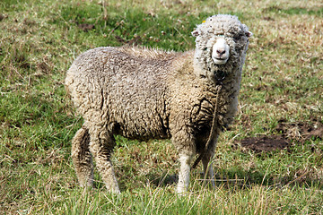 Image showing Merino