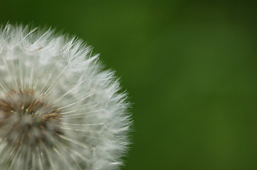 Image showing Dandelion