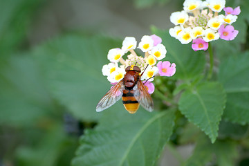 Image showing Bee on flower