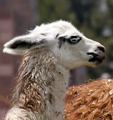 Image showing Llama