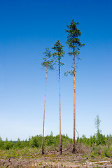 Image showing Three pines