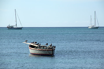 Image showing Seagulls