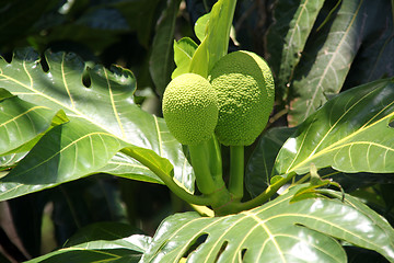 Image showing Bread tree