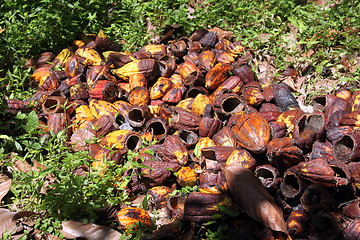 Image showing Harvesting