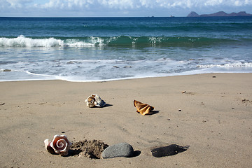 Image showing Shells