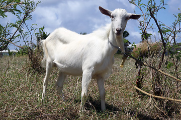 Image showing White goat