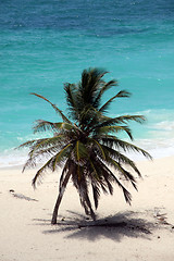 Image showing Palm tree 