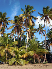 Image showing Palm trees