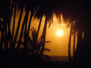 Image showing Palm trees and sunset