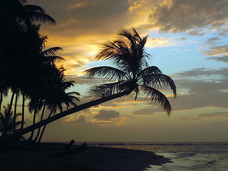 Image showing Palm trees and sunset