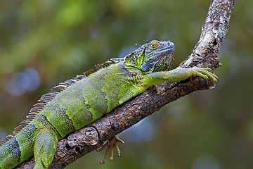 Image showing Green Iguana