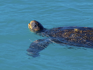 Image showing Green sea turtle