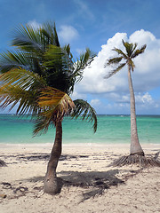 Image showing Palm trees