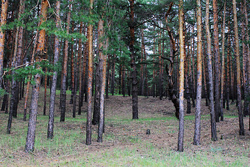 Image showing coniferous forest