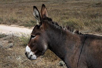 Image showing donkey