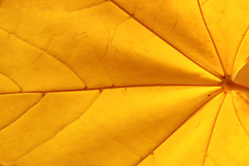 Image showing maple leaf