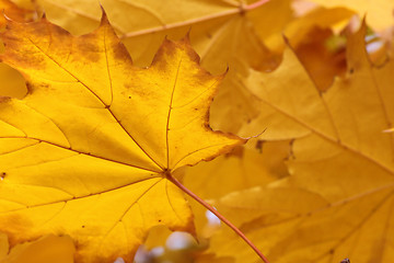 Image showing yellow maple leaves