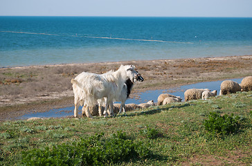 Image showing goats and sheep pasturing in the field 