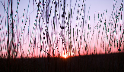 Image showing sunset shining through the blades of grass