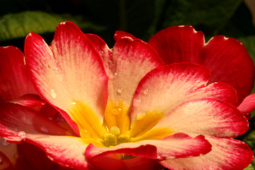 Image showing Primrose