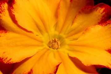 Image showing Primrose