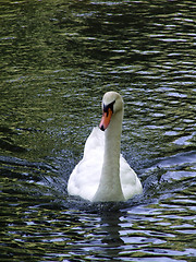 Image showing Swan