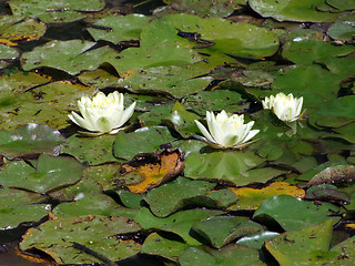 Image showing Beautiful Waterlily on pound in park