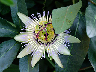 Image showing Passion Flower