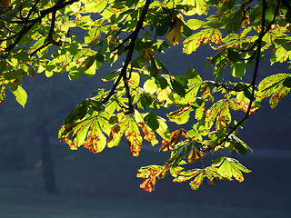 Image showing Branch of tree