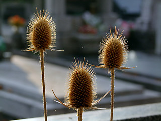 Image showing Thistle or bur